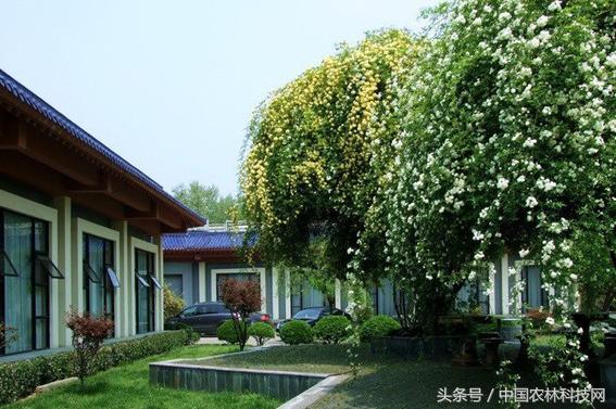 木香的價(jià)值和栽培技術(shù)