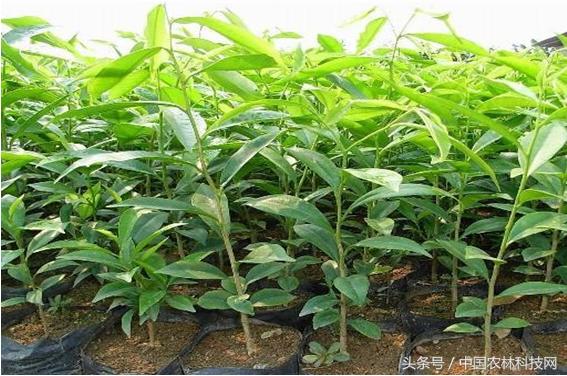 木香的價(jià)值和栽培技術(shù)
