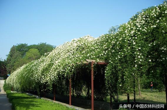 木香的價(jià)值和栽培技術(shù)
