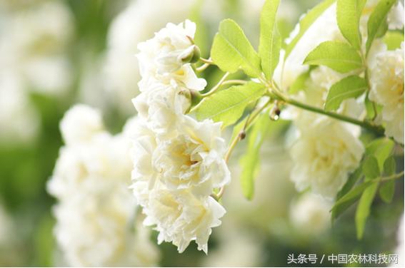 木香的價(jià)值和栽培技術(shù)