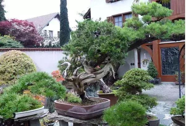 盆景——從園林中走出來(lái)的造型藝術(shù)