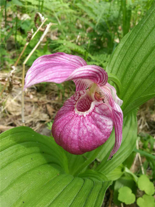 珍寶島濕地野生動植物本底調(diào)查進(jìn)展順利