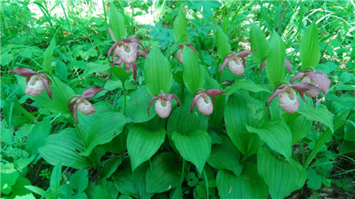 珍寶島濕地野生動植物本底調(diào)查進(jìn)展順利