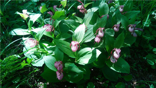 珍寶島濕地野生動植物本底調(diào)查進(jìn)展順利