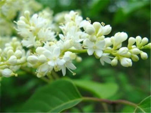 八達(dá)嶺國家森林公園2萬多株暴馬丁香盛放