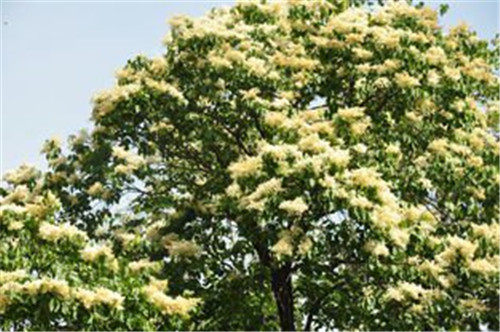 八達(dá)嶺國家森林公園2萬多株暴馬丁香盛放