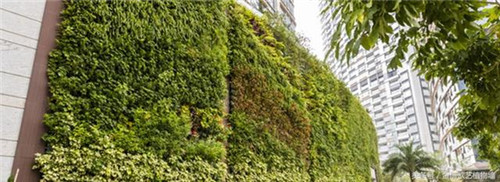 立體綠化植物墻為何這么受歡迎？
