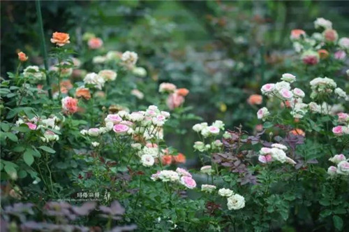露臺(tái)上建造的花園