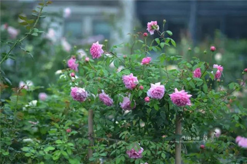 露臺(tái)上建造的花園