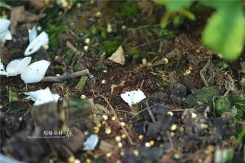 露臺(tái)上建造的花園