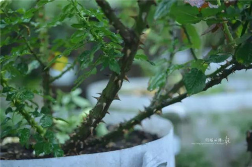 露臺(tái)上建造的花園