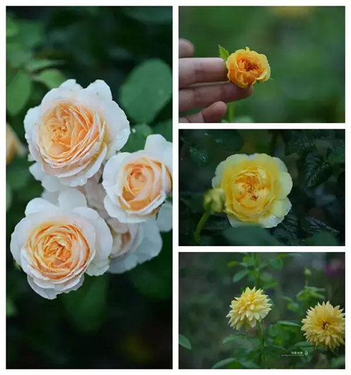 露臺(tái)上建造的花園