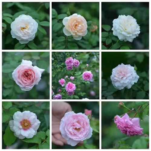 露臺(tái)上建造的花園