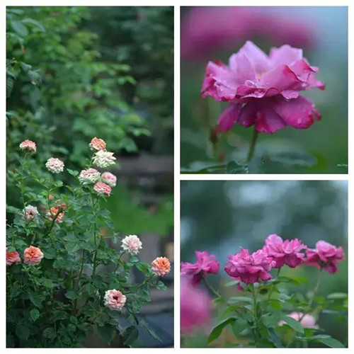 露臺(tái)上建造的花園