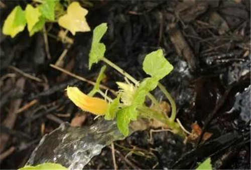 過(guò)期藥片竟使植物發(fā)生神奇變化
