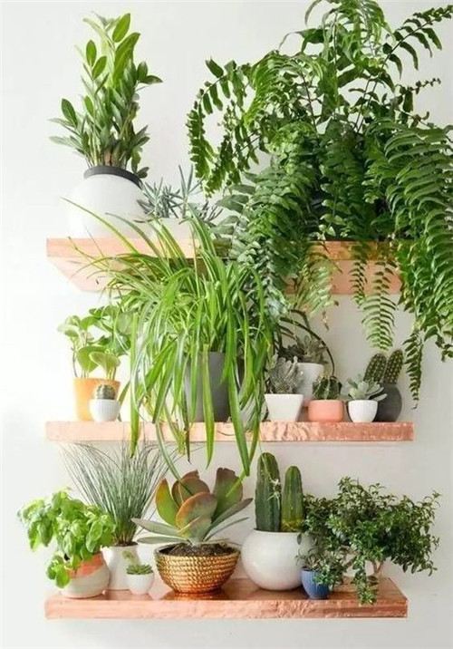 植物造景：如何布置你的陽臺？