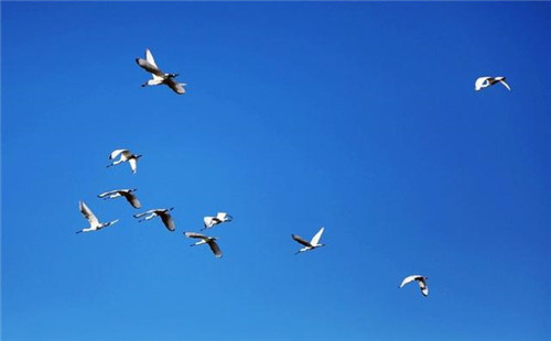 西班牙世外桃源——多南那國(guó)家公園