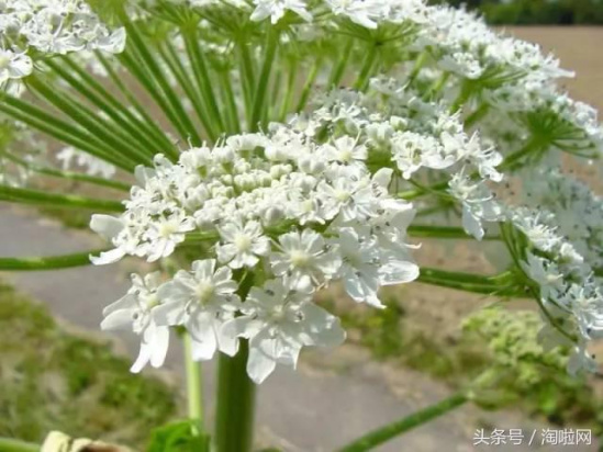 美國(guó)多州驚現(xiàn)恐怖植物 接觸后后果非常嚴(yán)重