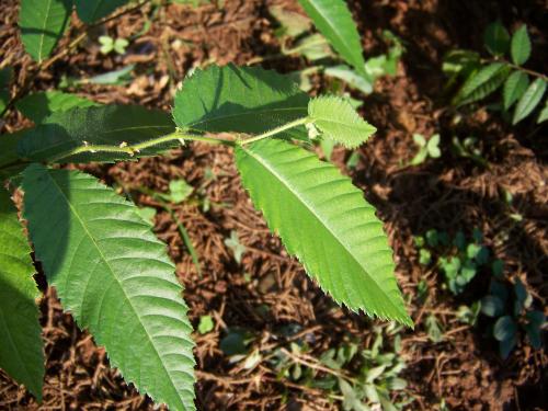 鷹潭：陽際峰發(fā)現(xiàn)國家Ⅱ級保護植物——長序榆種群
