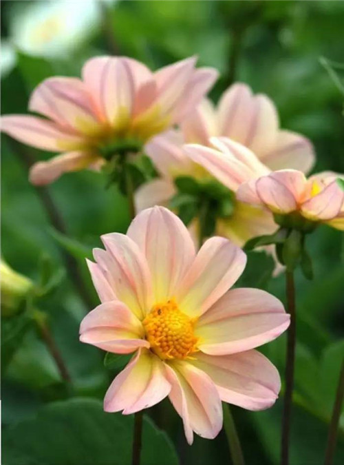 在公園經(jīng)常能見(jiàn)到的花卉