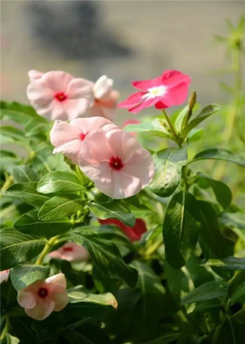 在公園經(jīng)常能見(jiàn)到的花卉