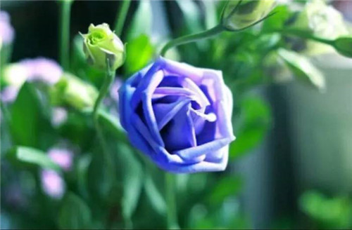 在公園經(jīng)常能見(jiàn)到的花卉