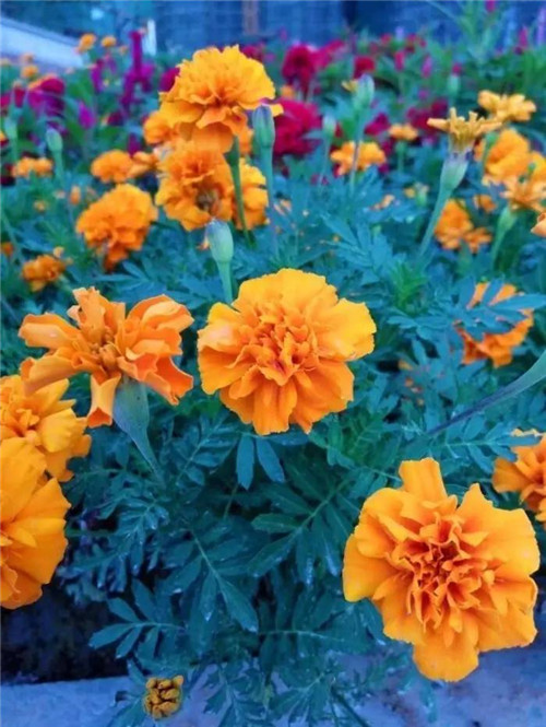 在公園經(jīng)常能見(jiàn)到的花卉