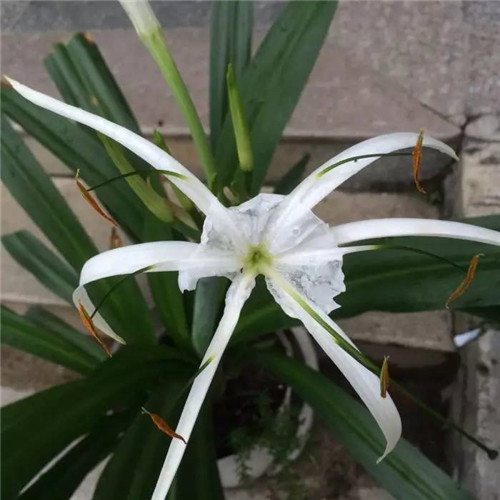 在公園經(jīng)常能見(jiàn)到的花卉