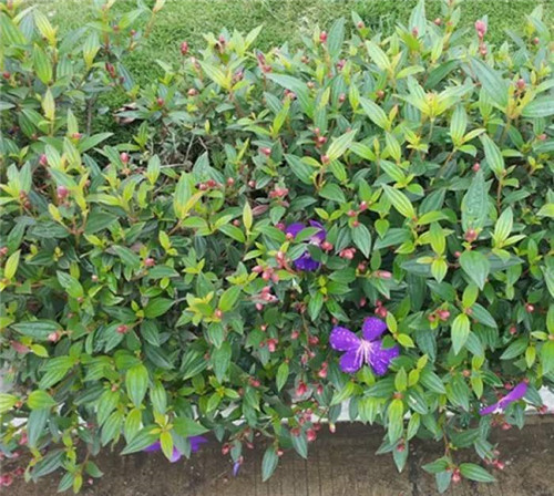 在公園經(jīng)常能見(jiàn)到的花卉