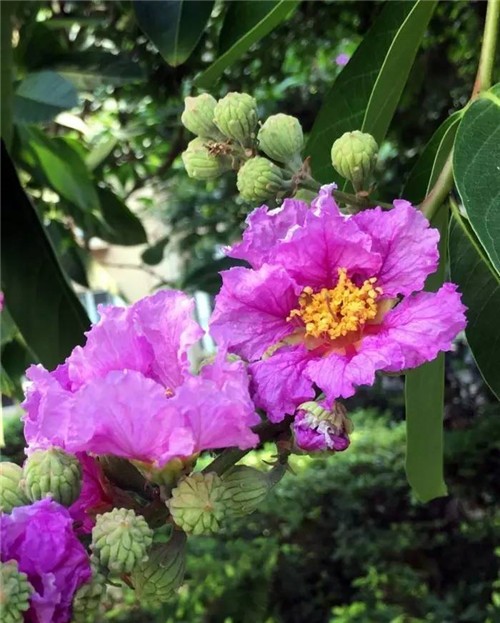 在公園經(jīng)常能見(jiàn)到的花卉