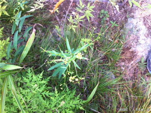 植物也會像動物一樣爭奪地盤以維持生存？