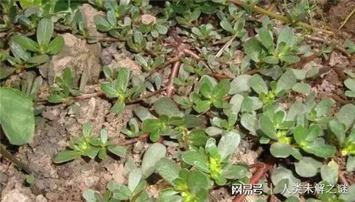 植物也會像動物一樣爭奪地盤以維持生存？