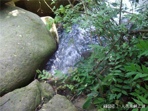 植物也會像動物一樣爭奪地盤以維持生存？