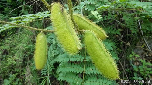 植物也會像動物一樣爭奪地盤以維持生存？