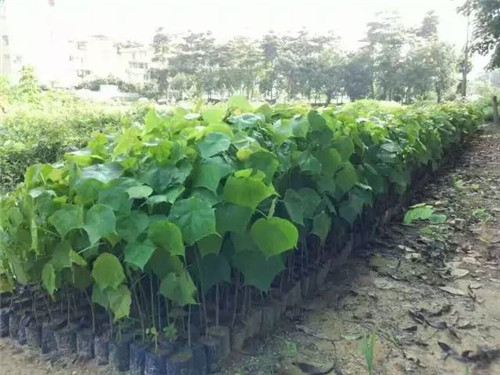苗木基地如何灌溉樹苗的？