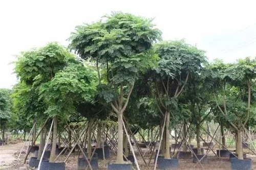 苗木基地如何灌溉樹苗的？