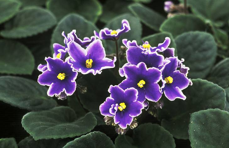 半陰處也能養(yǎng)開(kāi)花的6種植物
