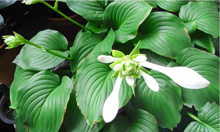 半陰處也能養(yǎng)開(kāi)花的6種植物