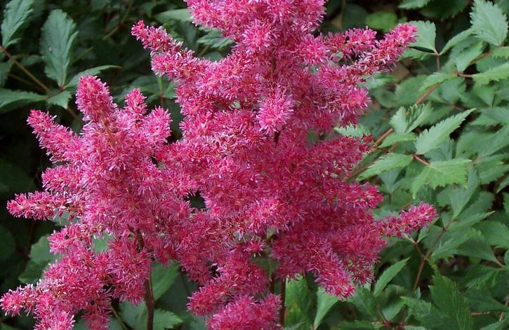 半陰處也能養(yǎng)開(kāi)花的6種植物