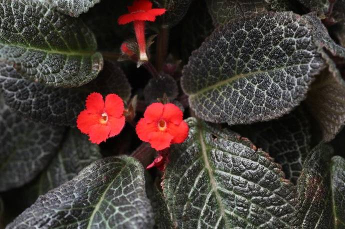 半陰處也能養(yǎng)開(kāi)花的6種植物