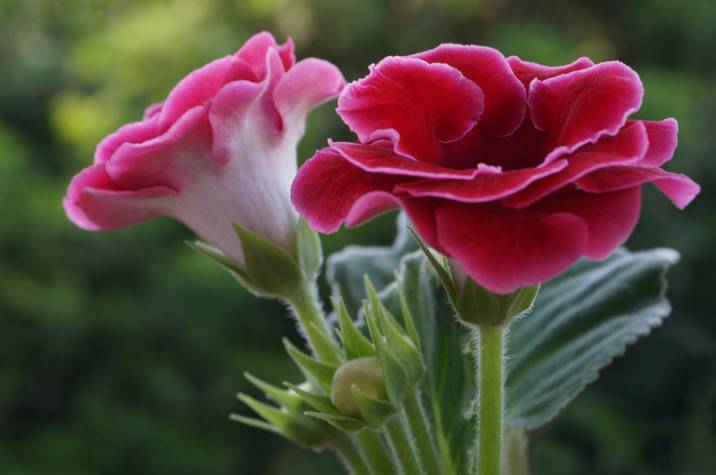 半陰處也能養(yǎng)開(kāi)花的6種植物