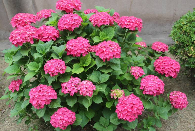 半陰處也能養(yǎng)開(kāi)花的6種植物