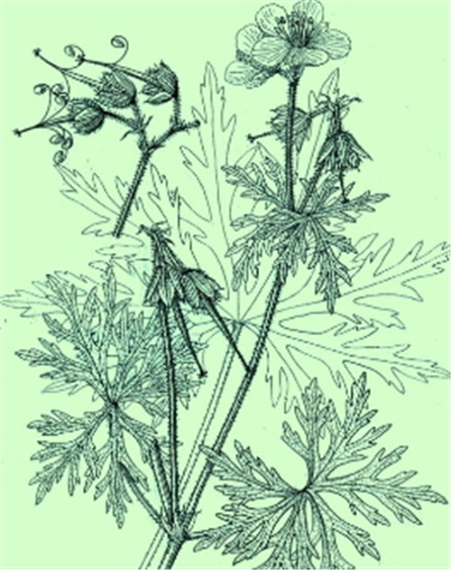 植物科學(xué)畫，宜興有名家