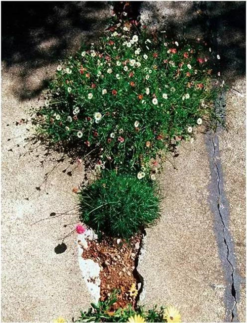 中國現(xiàn)代園林植物造景進(jìn)階論