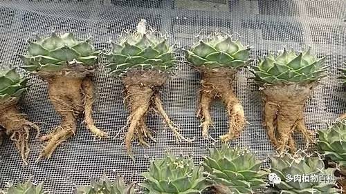 種植仙人掌科多肉植物該用什么土？