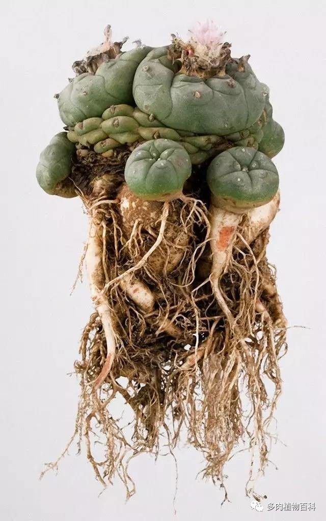 種植仙人掌科多肉植物該用什么土？