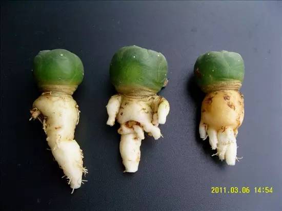 種植仙人掌科多肉植物該用什么土？