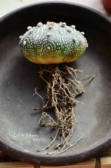 種植仙人掌科多肉植物該用什么土？