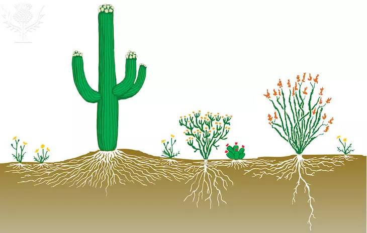種植仙人掌科多肉植物該用什么土？