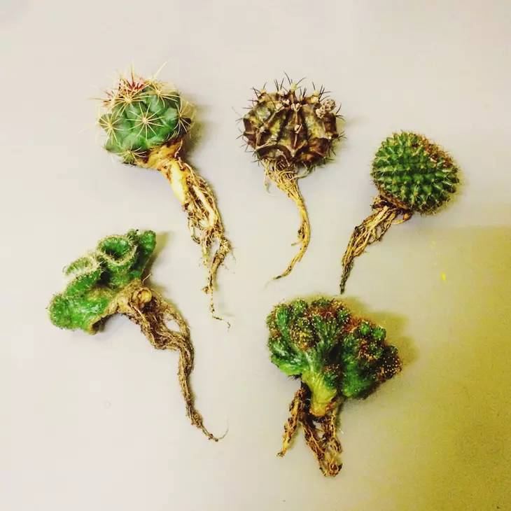 種植仙人掌科多肉植物該用什么土？